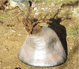 organic roots and plaster